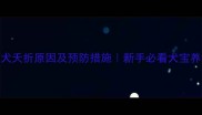 泰迪幼犬夭折原因及预防措施新手必看犬宝养护指南