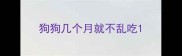 狗狗几个月就不乱吃