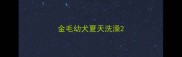 金毛幼犬夏天洗澡
