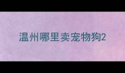 温州哪里卖宠物狗