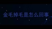 金毛掉毛是怎么回事