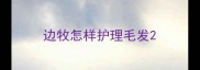边牧怎样护理毛发