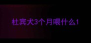 杜宾犬3个月喂什么