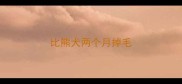 比熊犬两个月掉毛