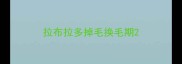 拉布拉多掉毛换毛期