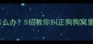 狗狗在家尿尿怎么办5招教你纠正狗狗窝里尿尿的坏习惯