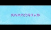狗狗突然变得很安静