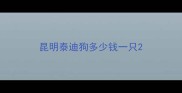 昆明泰迪狗多少钱一只