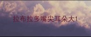 拉布拉多嘴尖耳朵大