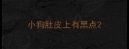 小狗肚皮上有黑点