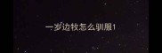 一岁边牧怎么驯服