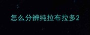 怎么分辨纯拉布拉多