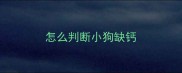 怎么判断小狗缺钙