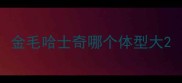 金毛哈士奇哪个体型大
