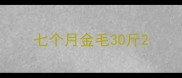 七个月金毛30斤