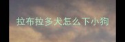 拉布拉多犬怎么下小狗