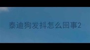 泰迪狗发抖怎么回事