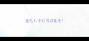 金毛几个月可以剃毛
