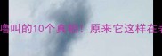 猫咪咕噜咕噜叫的10个真相原来它这样在表达