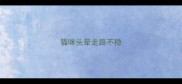 猫咪头晕走路不稳