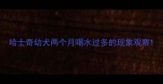 哈士奇幼犬两个月喝水过多的现象观察