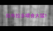 拉布拉多喂食太猛