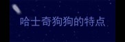 哈士奇狗狗的特点