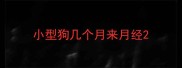 小型狗几个月来月经