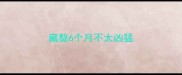 藏獒6个月不太凶猛