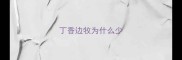 丁香边牧为什么少