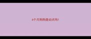 6个月狗狗是幼犬吗