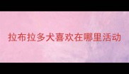 拉布拉多犬喜欢在哪里活动