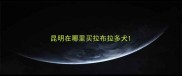 昆明在哪里买拉布拉多犬