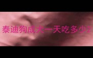泰迪狗成犬一天吃多少