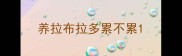 养拉布拉多累不累
