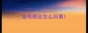 金毛脱皮怎么回事