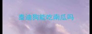 泰迪狗能吃南瓜吗
