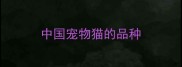 中国宠物猫的品种