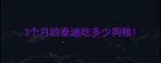3个月的泰迪吃多少狗粮