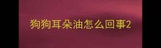 狗狗耳朵油怎么回事