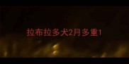 拉布拉多犬2月多重