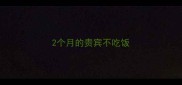 2个月的贵宾不吃饭