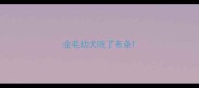 金毛幼犬吃了布条