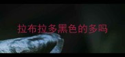 拉布拉多黑色的多吗