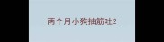 两个月小狗抽筋吐