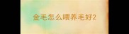 金毛怎么喂养毛好