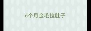 6个月金毛拉肚子