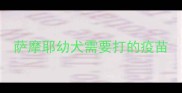 萨摩耶幼犬需要打的疫苗