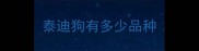 泰迪狗有多少品种