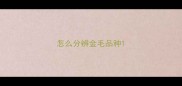 怎么分辨金毛品种